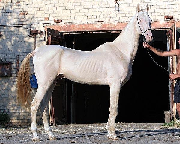 Ekemen - Akhal-Teke-Stallion